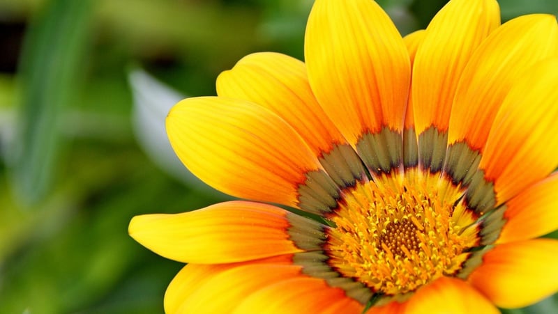 Flower Garden